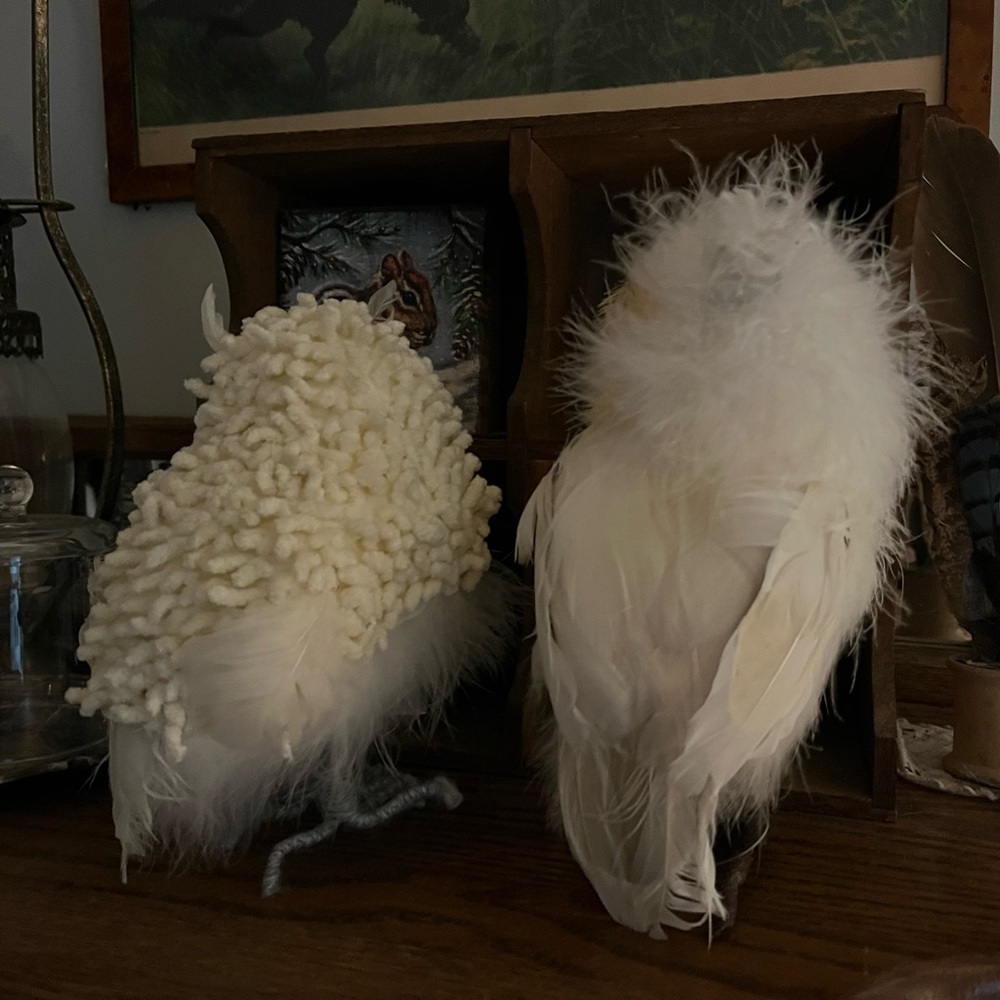 Pair of White feathered owls - Picture 4 of 7